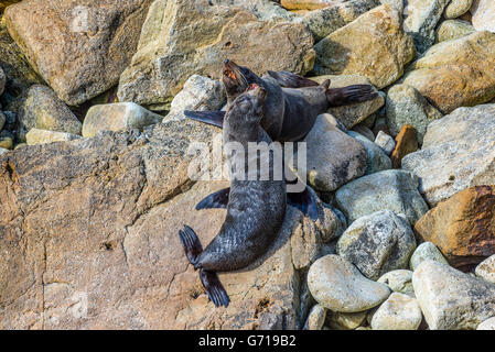 Una coppia del Sud Le foche chiamando in un rookery nel Sud Pacifico - Nuova Zelanda Foto Stock
