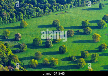 Prati e alberi, vicino a Dessau, vicino al fiume Elba Sassonia-Anhalt, Germania Foto Stock