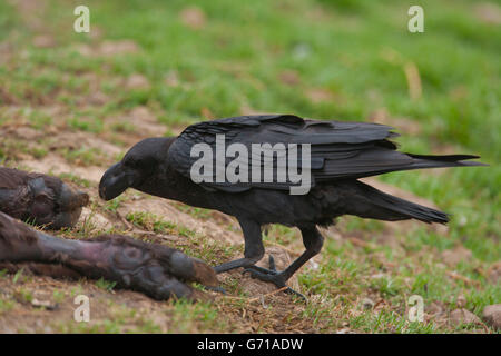 Bianco africano a collo di Raven alla carcassa, Giant's Castle riserva naturale, Drakensberg, KwaZulu-Natal, Sud Africa / (Corvus albicollis) Foto Stock