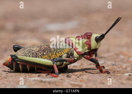 Schiuma Koppie Grasshopper, Umfolozi-Hluhluwe National Park, Sud Africa / (Dictyophorus spumans) Foto Stock