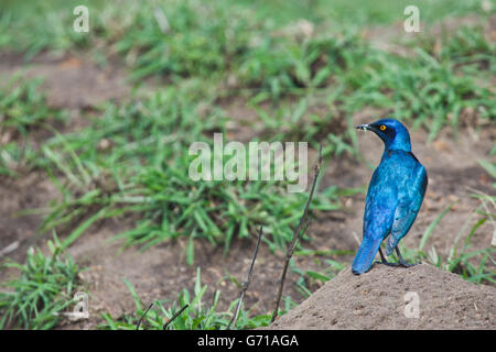 Maggiore Blu-eared Starling, Umfolozi national park, KwaZulu-Natal, Sud Africa /(Lamprotornis chalybaeus) Foto Stock