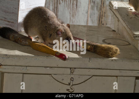 Fat ghiro, commestibili (ghiro Glis glis) sul tavolo con pennelli, Europa Foto Stock