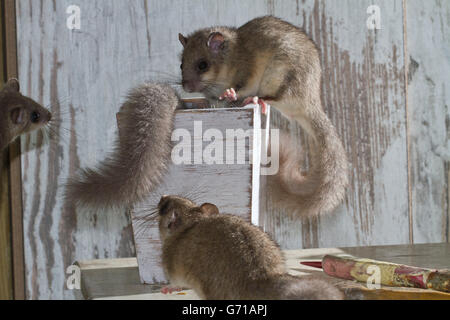 Fat ghiro, commestibili (ghiro Glis glis) sul tavolo con pennelli, Europa Foto Stock