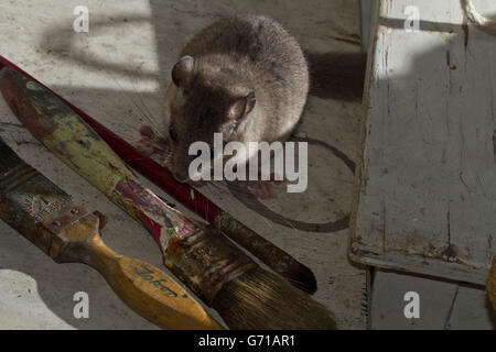 Fat ghiro, commestibili (ghiro Glis glis) sul tavolo con pennelli, Europa Foto Stock