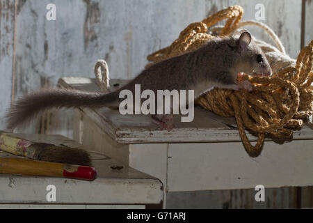 Fat ghiro, commestibili (ghiro Glis glis) con pennelli, vecchia bottega, Europa Foto Stock