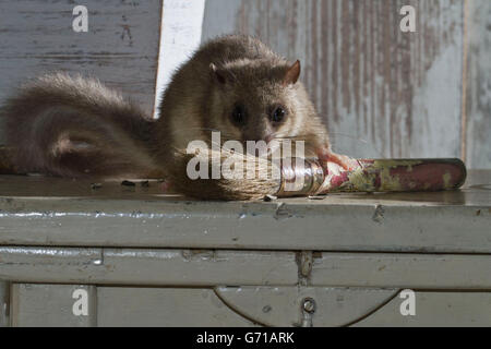 Fat ghiro, commestibili (ghiro Glis glis) con pennelli, vecchia bottega, Europa Foto Stock