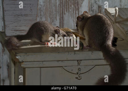 Fat ghiro, commestibili (ghiro Glis glis) con pennelli, vecchia bottega, Europa Foto Stock