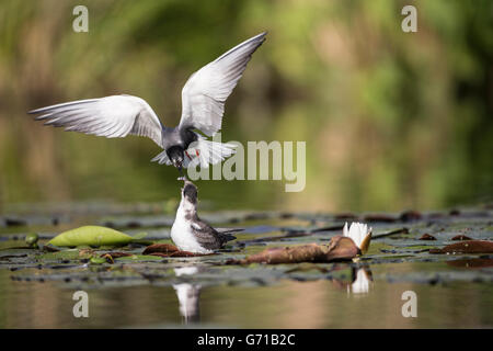 Black Tern (Chlidonias niger), alimentazione di pulcino, Seddinsee, Brandeburgo, Germania Foto Stock