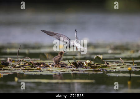 Black Tern (Chlidonias niger), alimentazione di pulcini, Seddinsee, Brandeburgo, Germania Foto Stock