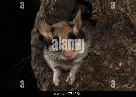 Quercino (Eliomys quercinus), guardando fuori del foro albero, Europa Foto Stock