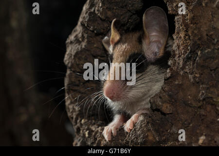 Quercino (Eliomys quercinus), guardando fuori del foro albero, Europa Foto Stock