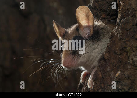 Quercino (Eliomys quercinus), guardando fuori del foro albero, Europa Foto Stock