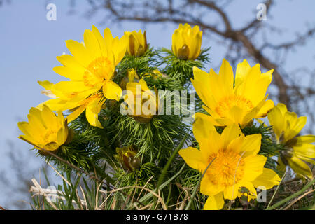 Adonisroeschen, Heeseberg, Sachsen-Anhalt, Deutschland / (Adonis vernalis) Foto Stock