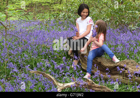 Catalina (a sinistra), 9, e Kadie, 5, gioco di corsia tra i bluebells in Witton Country Park, Blackburn, Lancashire. Foto Stock