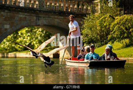 I turisti di Cambridge possono godersi un tour lungo il fiume Cam in città, in quanto questo fine settimana potrebbe vedere i britannici crogiolarsi al sole il giorno più caldo dell'anno finora. Foto Stock