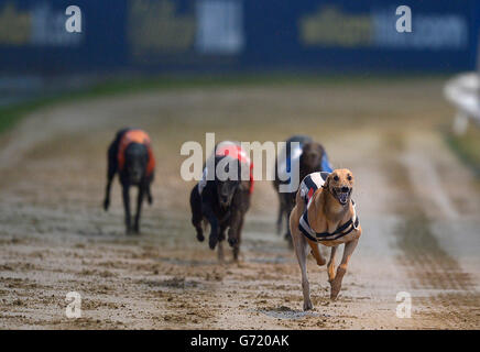 Il Greyhound Racing - William Hill Derby - Primo round - Wimbledon Stadium Foto Stock