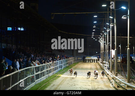 Il Greyhound Racing - William Hill Derby - Primo round - Wimbledon Stadium Foto Stock