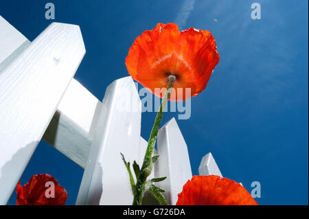 Il papavero (Papaver rhoeas) su un recinto di picchetti bianchi davanti a un cielo blu, Sonderho, isola di Fano, Danimarca, Scandinavia, Europa Foto Stock