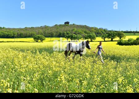 Kym Teasdale, 31 anni, riporta il suo cavallo alla scuderia attraverso i fiori di colza di Washington, Tyne e Wear, dominati dal monumento a Pershaw. Foto Stock