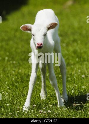 Un fulmine la Albino Antelope Foto Stock