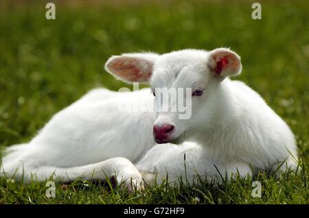 Un fulmine la Albino Antelope Foto Stock