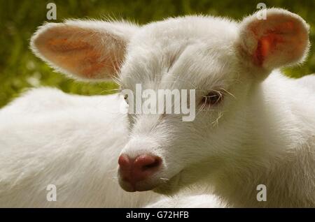 Raro cervo albino "Lightning" al Blair Drummond Safari Park vicino a Stirling, Scozia. L'antilope del Nilo lechwe è nato durante una tempesta il mercoledì sera a sua madre, conosciuta come Thunder. Non ci sono altre antilopi albini in Scozia e non si pensa che siano altre in Gran Bretagna. David Booth, capo del gioco, ha detto che la madre protettrice cercherà di nascondere il cucciolo di quattro giorni in mezzo alla mandria di 11 antilopi che si aggirano per 30 ettari nel parco. Foto Stock