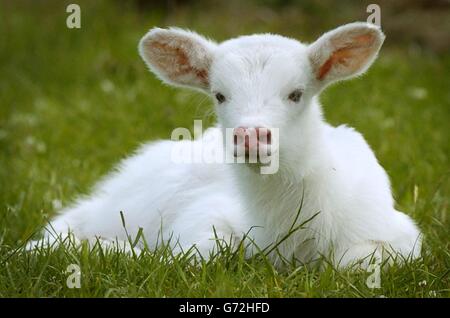 Un fulmine la Albino Antelope Foto Stock