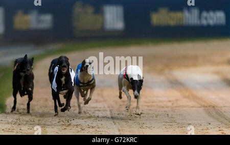 Il Greyhound Racing - William Hill Derby - Quarti di Finale - Wimbledon Stadium Foto Stock