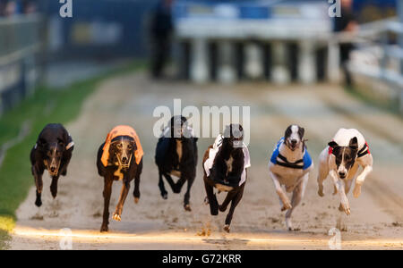 Il Greyhound Racing - William Hill Derby - Quarti di Finale - Wimbledon Stadium Foto Stock