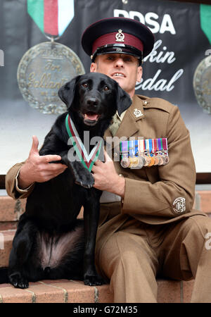 Postumi di PDSA Dickin Medal per cane dell'esercito Foto Stock