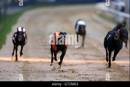 Il Greyhound Racing - William Hill Derby - Quarti di Finale - Wimbledon Stadium Foto Stock