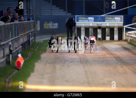 Il Greyhound Racing - William Hill Derby - Quarti di Finale - Wimbledon Stadium Foto Stock
