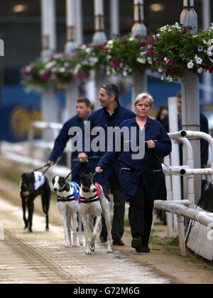 Il Greyhound Racing - William Hill Derby - Quarti di Finale - Wimbledon Stadium Foto Stock
