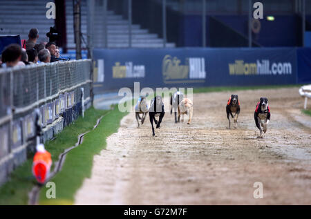 Il Greyhound Racing - William Hill Derby - Quarti di Finale - Wimbledon Stadium Foto Stock