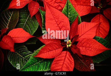 Primo piano di una stella di Natale fiore. Foto Stock