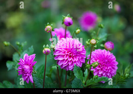 Rosa Fiore Dahlia in piena fioritura closeup Foto Stock