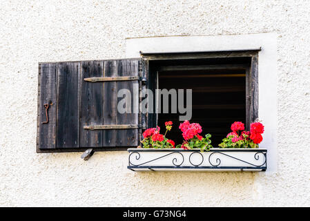 Aprire la finestra o berlina con fiori di colore rosso in una cassetta per fiori appesi al di fuori. Legno nero otturatore è aperto. Foto Stock