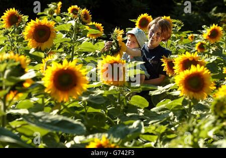 Rachel Foster e la sua figlia Hattie di un anno si meravigliano davanti al prato di girasole presso i Giardini di Exbury nella New Forest. La varietà di girasoli agricoli francesi è stata scelta a causa delle grandi dimensioni delle teste che possono stare tra 12 e 15 piedi dal suolo. Capo giardiniere Rachel ha cercato di nutrire un prato di girasole due anni fa senza grande successo, ma ha cercato di nuovo dopo aver piantato fagioli runner nel campo che naturalmente convertire l'azoto nell'aria a nutrienti nel suolo. I fiori sono eliotropici, il che significa che le teste ruotano con il sole mentre si muove attraverso il cielo. Foto Stock