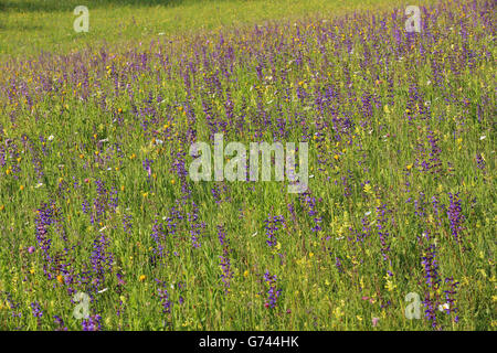 Wiesensalbei, Naturpark Obere Donau, Baden-Wuerttemberg, Deutschland (Salvia pratensis) Foto Stock