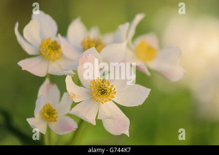 Narzissenbluetiges Windroeschen, Irndorfer Hardt, Naturpark Obere Donau, Baden-Wuerttemberg, Deutschland, (Anemone narcissiflora) Foto Stock