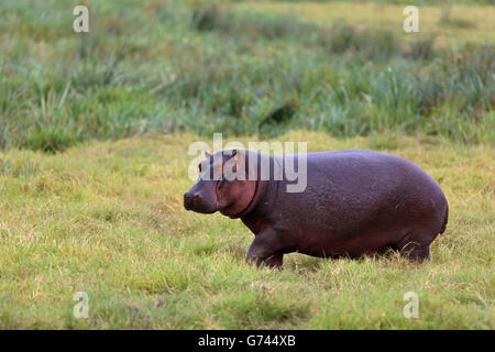 Ippopotamo, (Hippopotamus amphibius)del cratere di Ngorongoro, Tanzania Africa Foto Stock