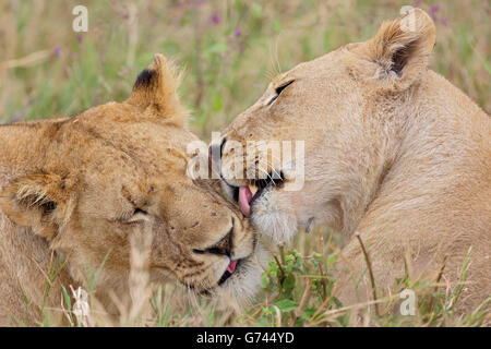 Leoni africani, il cratere, Tanzania Africa (Panthera leo) Foto Stock