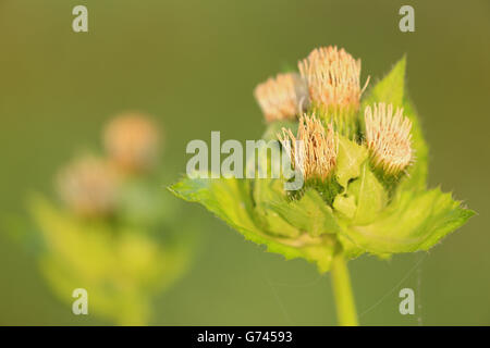 Cavolo thistle, Pfrunger-Burgweiler Ried, Baden-Württemberg, Germania Foto Stock