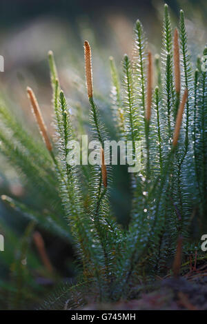 Sprossender Baerlapp, (Lycopodium annotinum) Bannwald, Schutzwald, Waldschutzgebiet, Pfrunger-Burgweiler Ried, Baden-Wuerttemberg, Deutschland Foto Stock