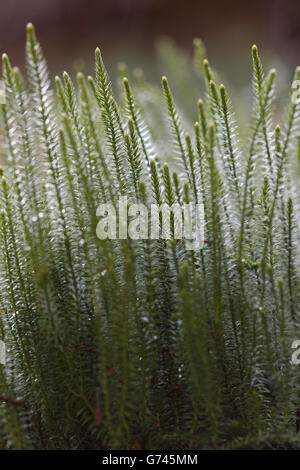 Sprossender Baerlapp, (Lycopodium annotinum) Bannwald, Schutzwald, Waldschutzgebiet, Pfrunger-Burgweiler Ried, Baden-Wuerttemberg, Deutschland Foto Stock