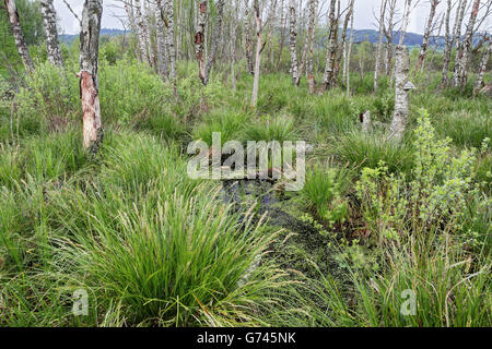 Birkenwald, Seggen (Carex) Bannwald, Schutzwald, Waldschutzgebiet, Moorwasser, Pfrunger-Burgweiler Ried, Baden-Wuerttemberg, Deutschland Foto Stock