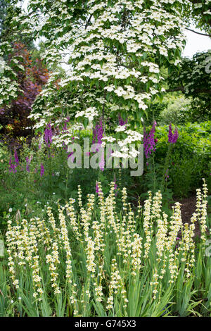 Cornus Kousa chinensis. Fioritura giapponese Sanguinello tree e striato Sisyrinchium / giallo satinato messicano fiori ad RHS Wisley Gardens. Surrey, Regno Unito Foto Stock