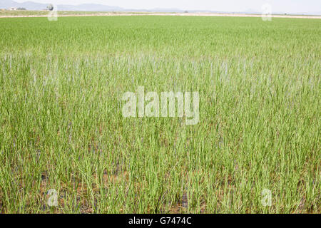 Giovani di riso sono in crescita in risaie, Vegas Altas del Guadiana, Spagna Foto Stock