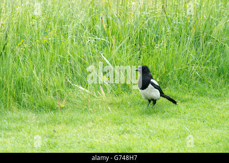 Pica pica. Gazza camminando su un prato in un giardino inglese. Regno Unito Foto Stock