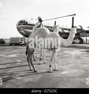 1955, storico nativo maschio africana sul cammello utilizza il clacson per annunciare l'arrivo di "Clio" un Boeing 377 BOAC G-ANUC stratocruiser aeromobili. Foto Stock